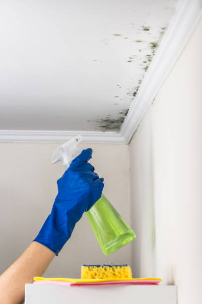 Reliable Upper Saddle River, NJ Mold Removal Solutions